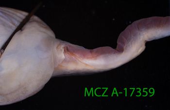 Media type: image;   Herpetology A-17359 Description: Specimen photo;  Aspect: vent